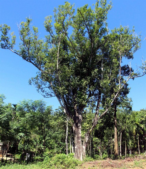 Kỳ lạ cây dó bầu 'khủng' nhất miền Trung, trị giá gần nửa tỷ đồng - ảnh 1