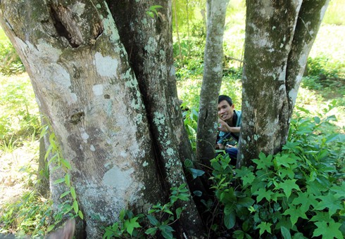 Kỳ lạ cây dó bầu 'khủng' nhất miền Trung, trị giá gần nửa tỷ đồng - ảnh 2