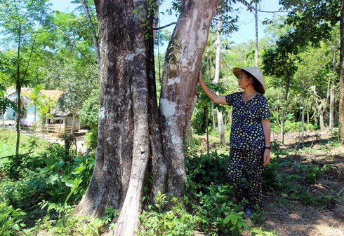 Kỳ lạ cây dó bầu 'khủng' nhất miền Trung, trị giá gần nửa tỷ đồng - ảnh 3