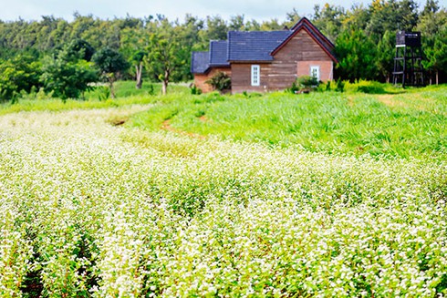 Về Đơn Dương ngắm hoa tam giác mạch khoe sắc - ảnh 1