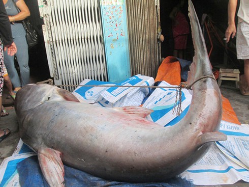 Thương lái mua cá tra dầu “khủng” từ Biển Hồ - ảnh 1