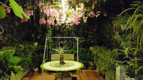Ông chủ tiệm may Hà Nội chăm ốc đảo cây xanh “nhàn tênh” - ảnh 11