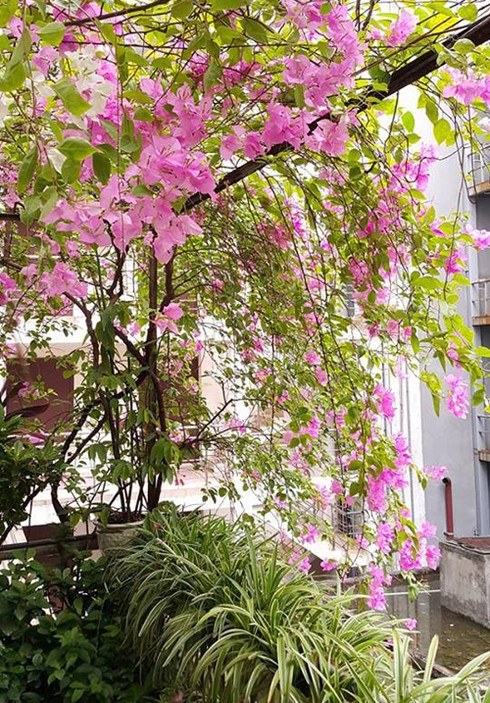 Ông chủ tiệm may Hà Nội chăm ốc đảo cây xanh “nhàn tênh” - ảnh 3