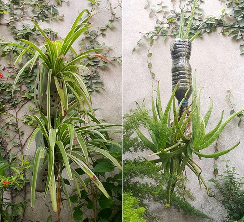 Ông chủ tiệm may Hà Nội chăm ốc đảo cây xanh “nhàn tênh” - ảnh 6