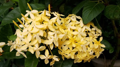 Ông chủ tiệm may Hà Nội chăm ốc đảo cây xanh “nhàn tênh” - ảnh 9