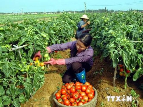 Thủ phủ cà chua Đơn Dương điêu đứng vì dịch bệnh - ảnh 1
