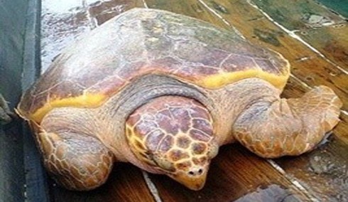 Rùa vàng lớn mắc lưới ngư dân - ảnh 1