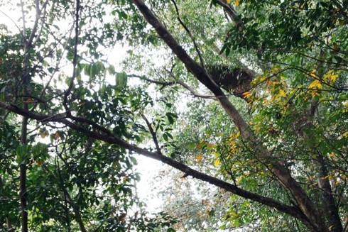 Bình Dương: Một người tử vong tại chỗ do ong đốt - ảnh 1