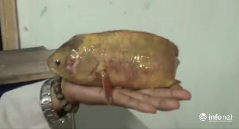 Vĩnh Long: Bắt được cá rô vàng, nặng