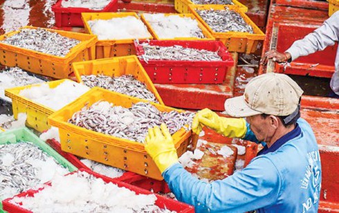 Trúng đậm cá cơm - ảnh 1