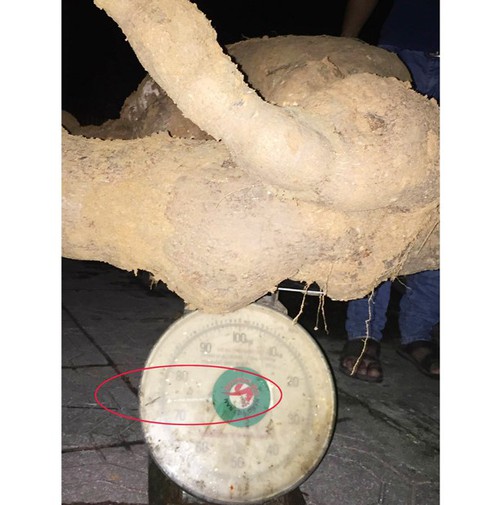 Dân đào được sắn nặng 75kg, đem trưng bày mừng 8/3 - ảnh 1