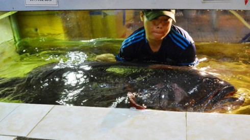 Cá mú nghệ gần 2 tạ được nhập về TP Hồ Chí Minh - ảnh 1