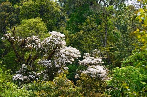 Lên Y Tý ngắm hoa đỗ quyên - ảnh 1