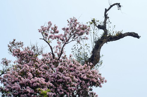 Lên Y Tý ngắm hoa đỗ quyên - ảnh 2