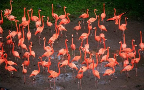 Tại sao chim Hồng Hạc thích đứng trên một chân? - ảnh 1