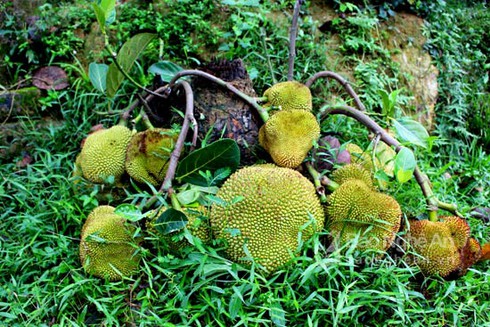 Dân Nghệ An đổ xô đi xem cây mít bị chặt tận gốc vẫn ra quả chi chít - ảnh 1