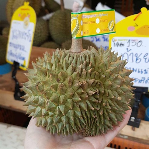 Sầu riêng mini Thái Lan 'cháy hàng' vì khách tò mò - ảnh 1