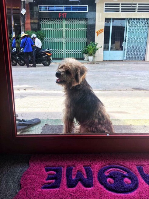 Chú chó ở Đồng Nai tự trốn thoát và tìm lại được gia đình chủ sau ba năm bị bắt - ảnh 1