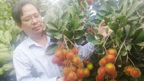 Phát hiện giống chôm chôm mới cực ngon tại Bến Tre - ảnh 1