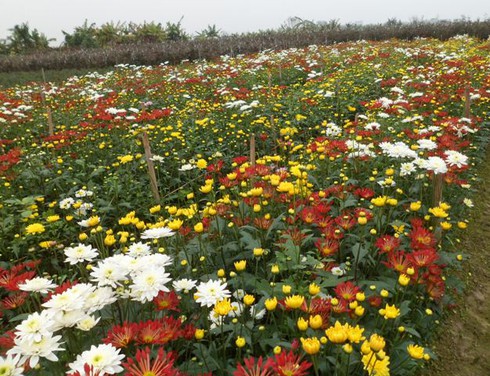 Vùng hoa Mê Linh khoe sắc trong giá rét - ảnh 1