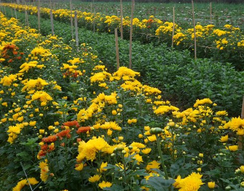 Vùng hoa Mê Linh khoe sắc trong giá rét - ảnh 5