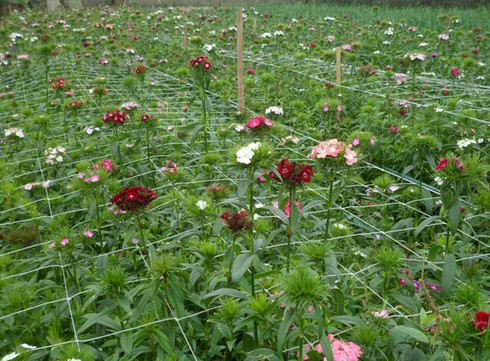 Vùng hoa Mê Linh khoe sắc trong giá rét - ảnh 6