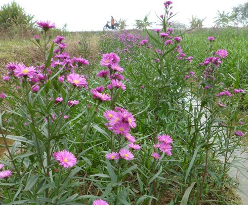 Vùng hoa Mê Linh khoe sắc trong giá rét - ảnh 8