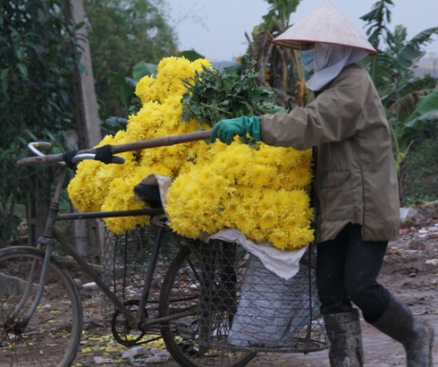 Vùng hoa Mê Linh khoe sắc trong giá rét - ảnh 9