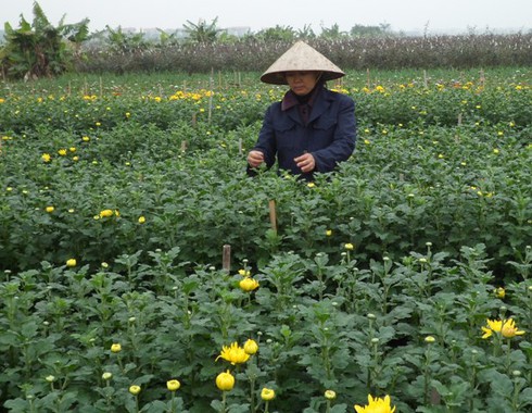 Vùng hoa Mê Linh khoe sắc trong giá rét - ảnh 3