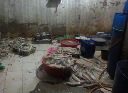 Dùng hóa chất “biến” mực thối... thành tươi ngon - ảnh 1