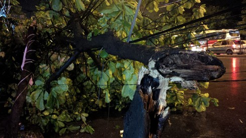 Hà Nội: Cây đổ gãy đè chết một lái xe taxi trong mưa dông - ảnh 3