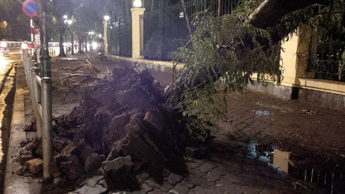 Hà Nội: Cây đổ gãy đè chết một lái xe taxi trong mưa dông - ảnh 5