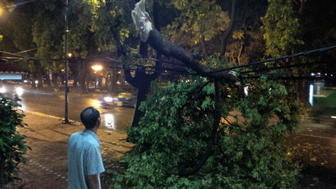 Hà Nội: Cây đổ gãy đè chết một lái xe taxi trong mưa dông - ảnh 8
