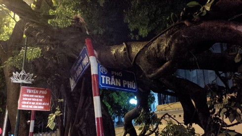 Hà Nội: Cây đổ gãy đè chết một lái xe taxi trong mưa dông - ảnh 14