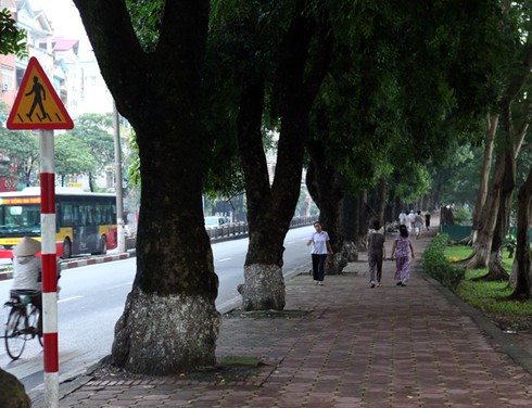 Một sớm mai Hà Nội thanh bình dưới những tán cây cổ thụ - ảnh 2