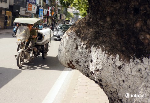Thay thế hơn 200 cây xanh trên đường Kim Mã, Nguyễn Thái Học - ảnh 9
