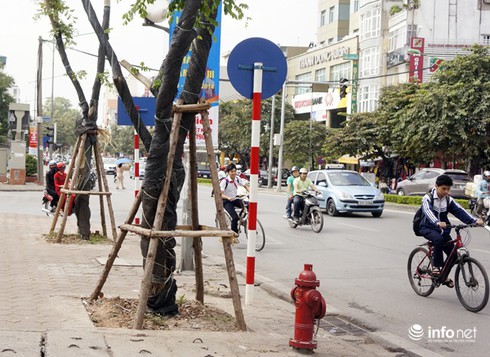 Thay thế hơn 200 cây xanh trên đường Kim Mã, Nguyễn Thái Học - ảnh 11