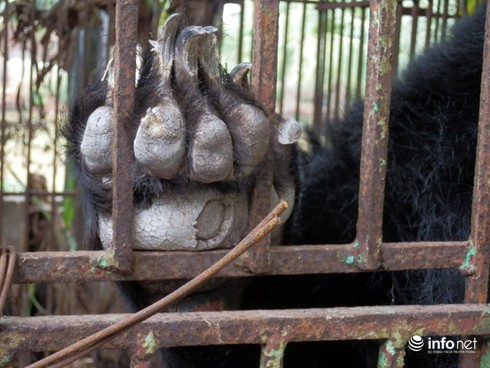 Cận cảnh những trang trại nuôi nhốt khiến gấu chết hàng loạt ở Quảng Ninh - ảnh 3