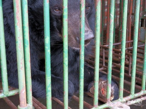 Cận cảnh những trang trại nuôi nhốt khiến gấu chết hàng loạt ở Quảng Ninh - ảnh 4