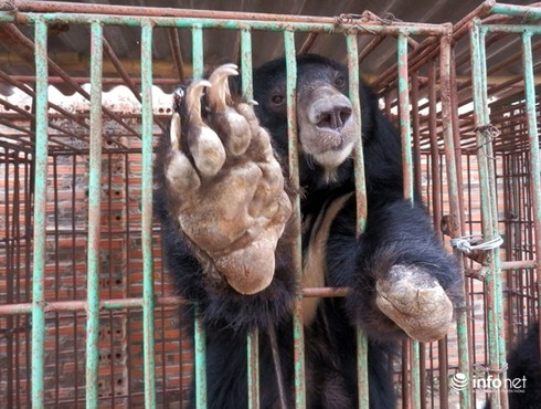 Cận cảnh những trang trại nuôi nhốt khiến gấu chết hàng loạt ở Quảng Ninh - ảnh 5