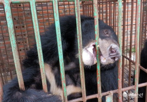 Cận cảnh những trang trại nuôi nhốt khiến gấu chết hàng loạt ở Quảng Ninh - ảnh 6