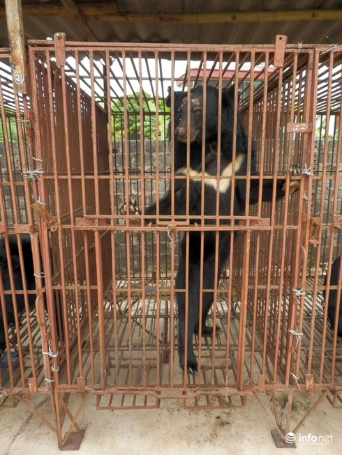 Cận cảnh những trang trại nuôi nhốt khiến gấu chết hàng loạt ở Quảng Ninh - ảnh 7