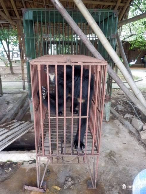 Cận cảnh những trang trại nuôi nhốt khiến gấu chết hàng loạt ở Quảng Ninh - ảnh 8