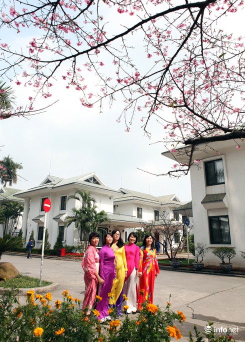 Tận mắt ngắm loài hoa của xứ sở mặt trời mọc giữa lòng Hà Nội - ảnh 1