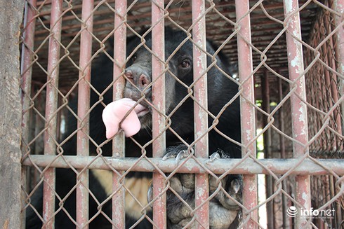 Cứu thêm 8 cá thể gấu bị nuôi nhốt tại Quảng Ninh - ảnh 2