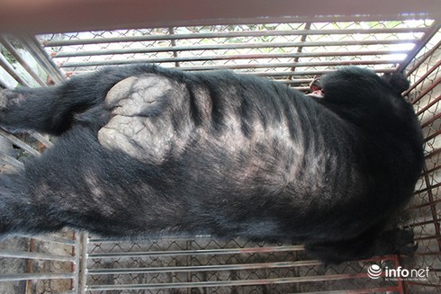 Cứu thêm 8 cá thể gấu bị nuôi nhốt tại Quảng Ninh - ảnh 3