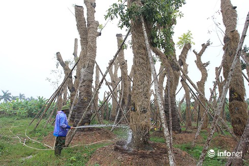 Gần 100 cây cổ thụ phải di chuyển trên đường Kim Mã vẫn phát triển tốt - ảnh 1