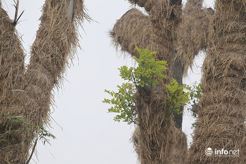 Gần 100 cây cổ thụ phải di chuyển trên đường Kim Mã vẫn phát triển tốt - ảnh 2