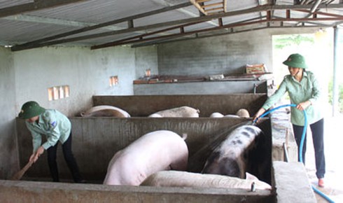 Phụ nữ Trung đoàn tàu ngầm 196: Sáng bắn súng, chiều chăm rau - ảnh 5