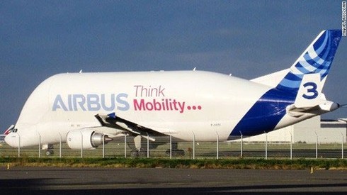 Beluga - 'cá voi bay